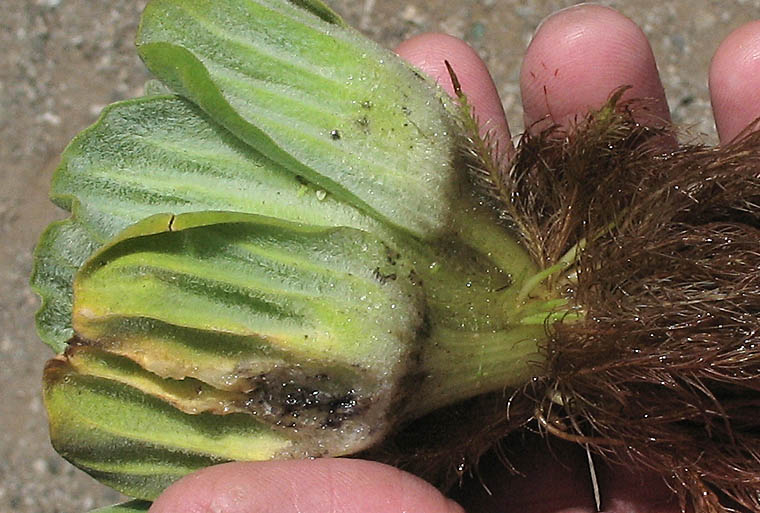 Detailed Picture 4 of Water Lettuce