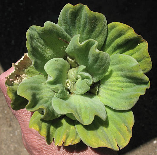 Detailed Picture 3 of Water Lettuce