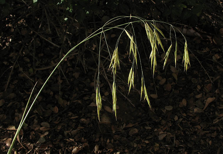Detailed Picture 2 of Woodland Brome