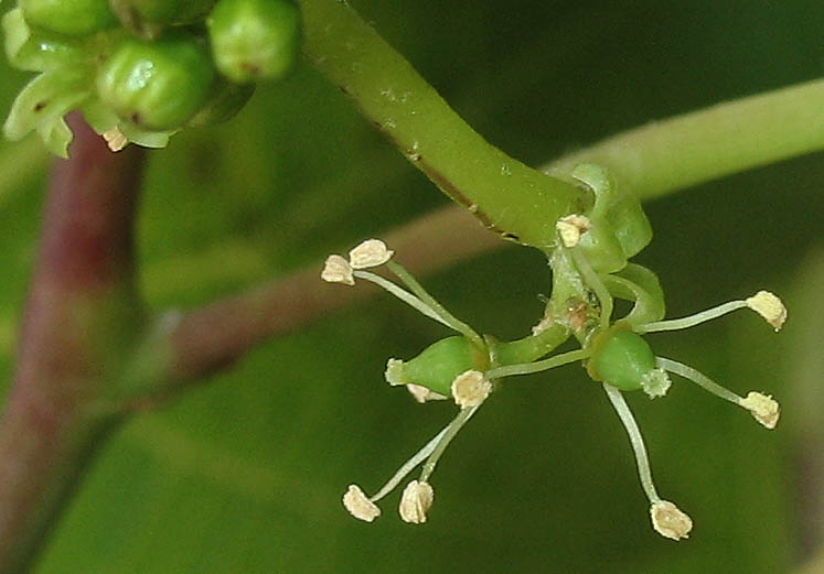 Detailed Picture 2 of Cultivated Grape