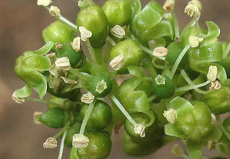 Detailed Picture 1 of Cultivated Grape