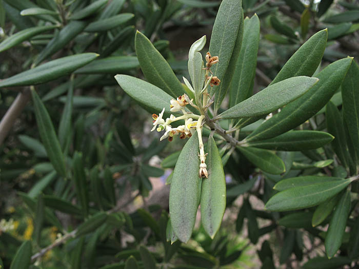 Detailed Picture 5 of Olive