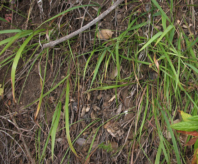 Detailed Picture 3 of Woodland Brome