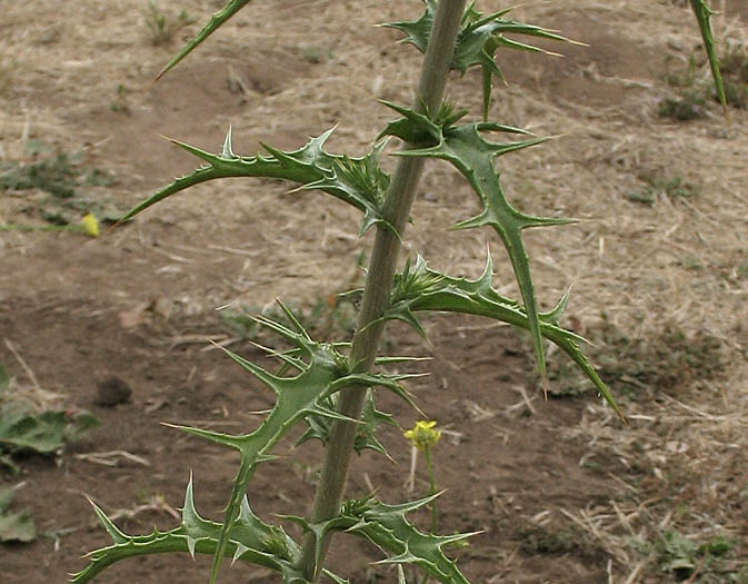 Detailed Picture 6 of Woolly Distaff Thistle