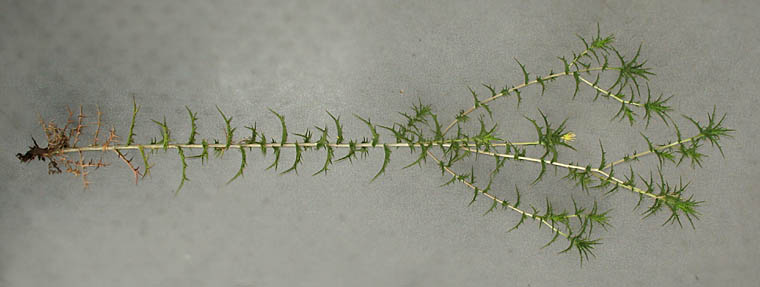 Detailed Picture 7 of Woolly Distaff Thistle