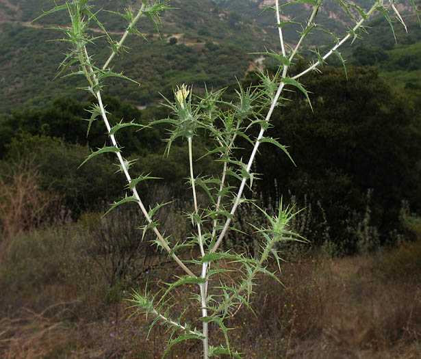 Detailed Picture 4 of Woolly Distaff Thistle
