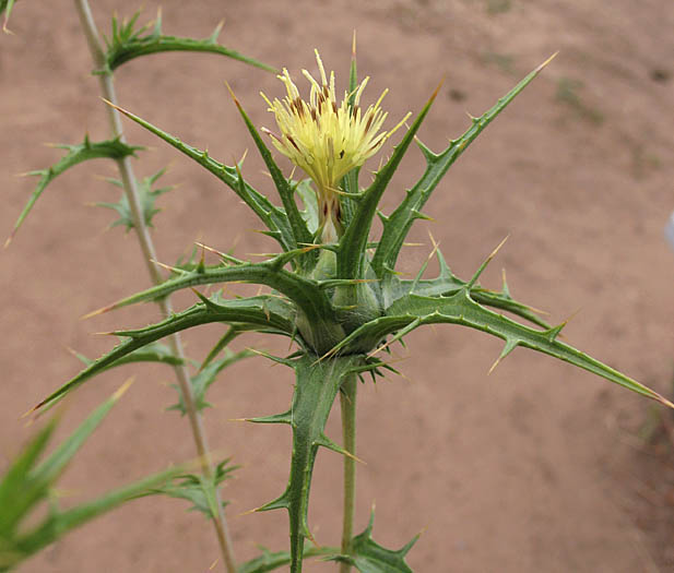 Detailed Picture 2 of Woolly Distaff Thistle