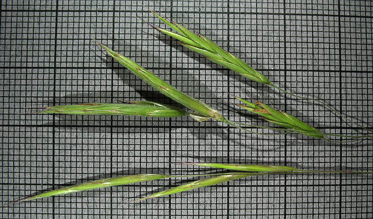 Detailed Picture 5 of Woodland Brome