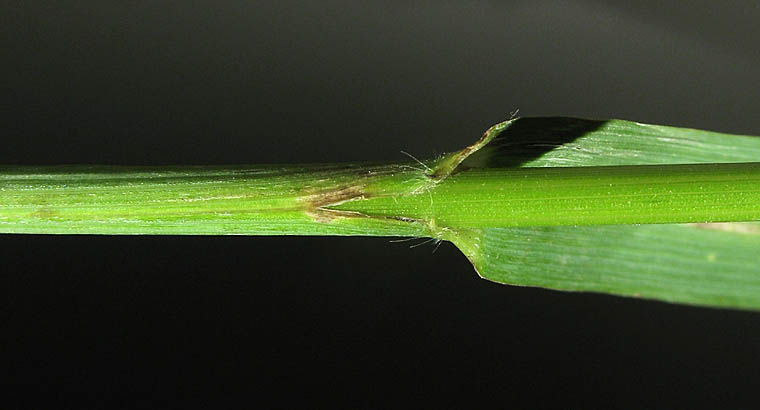 Detailed Picture 7 of Woodland Brome