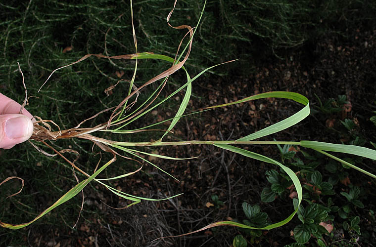 Detailed Picture 9 of Woodland Brome