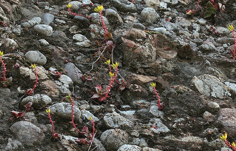 Detailed Picture 7 of Santa Monica Mountains Dudleya