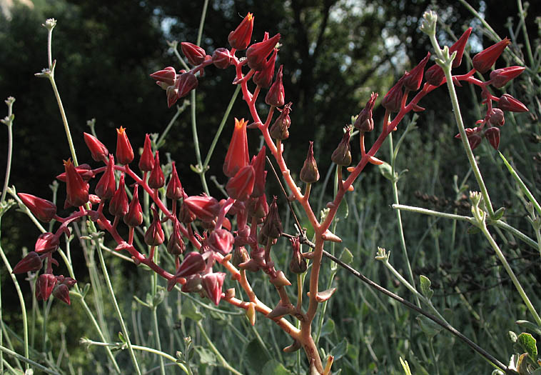 Detailed Picture 4 of Palmer's Dudleya