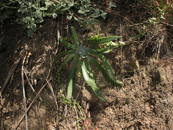 Detailed Picture 9 of Palmer's Dudleya