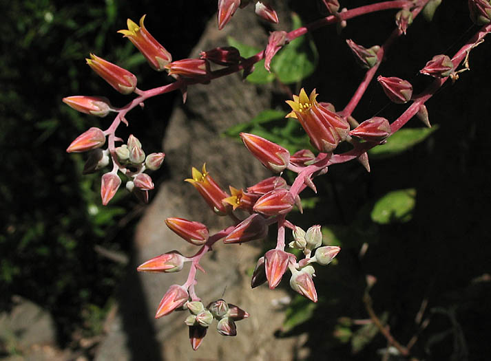 Detailed Picture 3 of Palmer's Dudleya