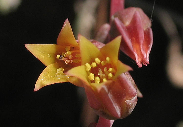 Detailed Picture 1 of Palmer's Dudleya