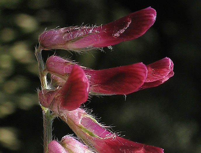 Detailed Picture 1 of Purple Vetch