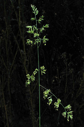 Detailed Picture 5 of Orchard Grass