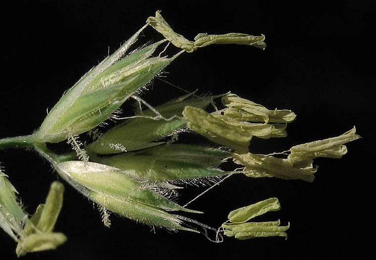 Detailed Picture 1 of Orchard Grass