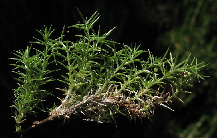Detailed Picture 5 of Phlox-leaved Bedstraw