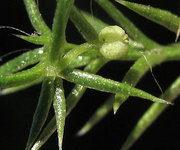 Detailed Picture 6 of Phlox-leaved Bedstraw