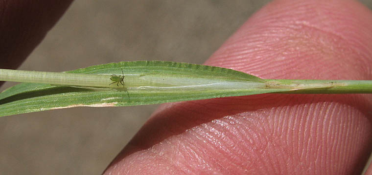 Detailed Picture 5 of Annual Quaking Grass