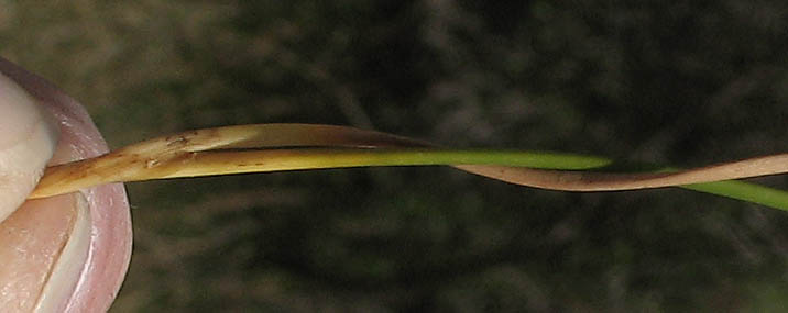 Detailed Picture 9 of Baltic Rush