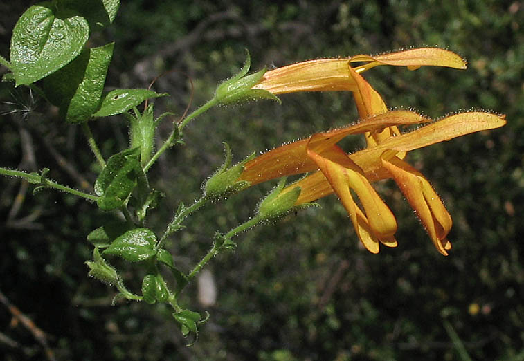 Detailed Picture 2 of Heart-leaved Penstemon