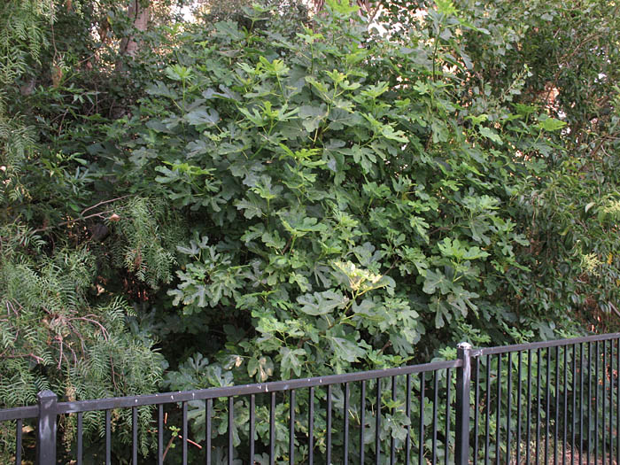 Detailed Picture 6 of Edible Fig
