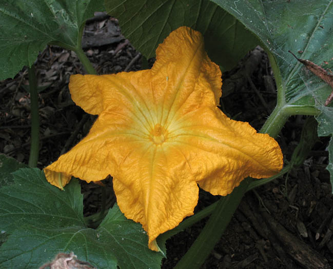 Detailed Picture 1 of Field Pumpkin