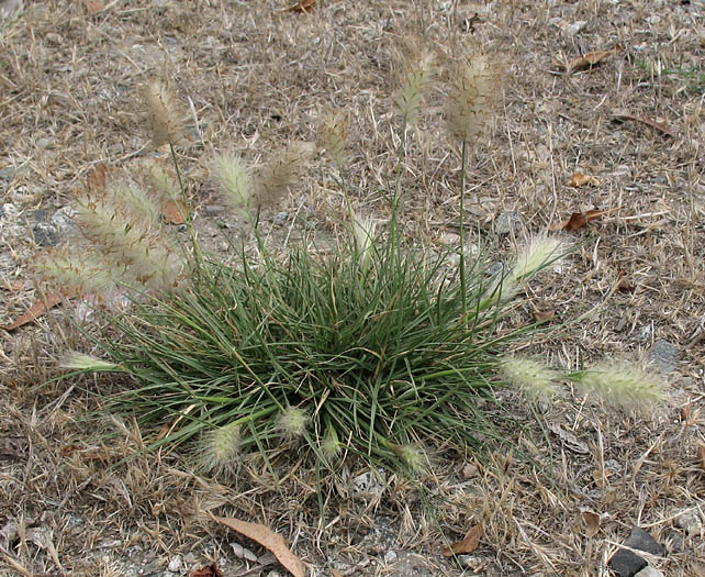 Detailed Picture 6 of Feathertop