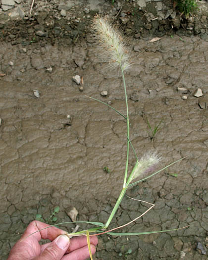 Detailed Picture 2 of Feathertop