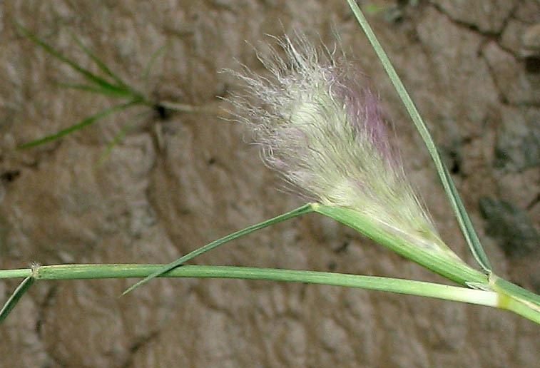 Detailed Picture 4 of Feathertop