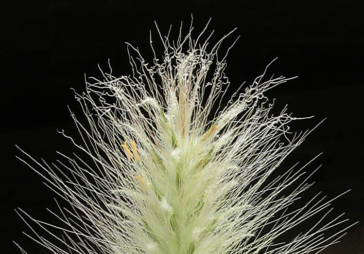 Detailed Picture 1 of Feathertop
