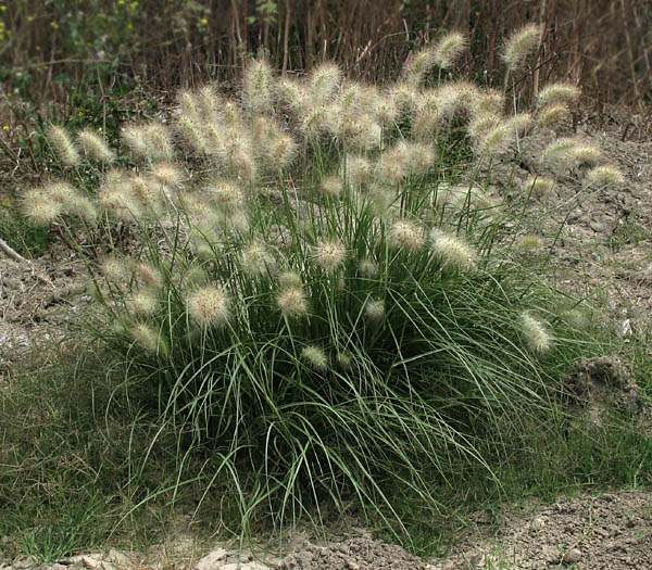 Detailed Picture 7 of Feathertop