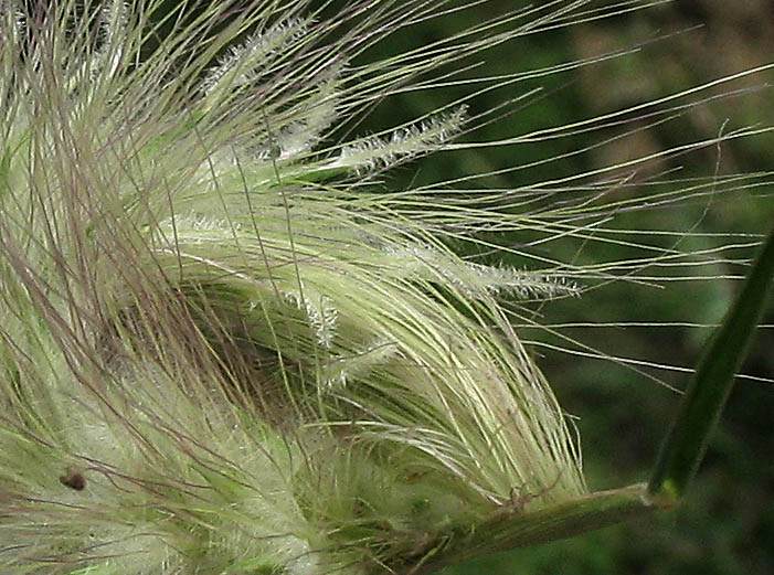 Detailed Picture 3 of Feathertop