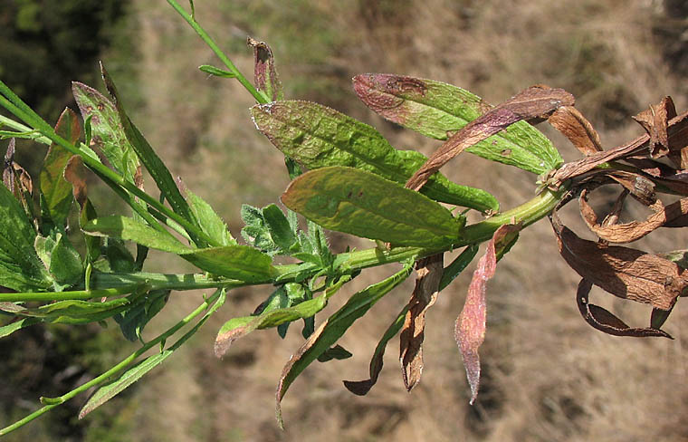 Detailed Picture 8 of Fleabane Aster
