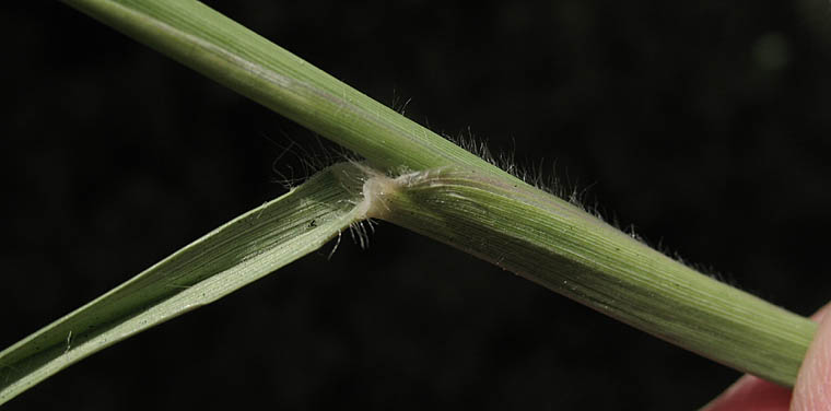 Detailed Picture 5 of Feathertop