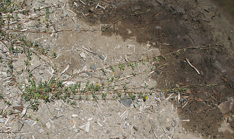 Detailed Picture 5 of Marsh Jaumea