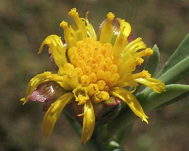 Detailed Picture 1 of Marsh Jaumea