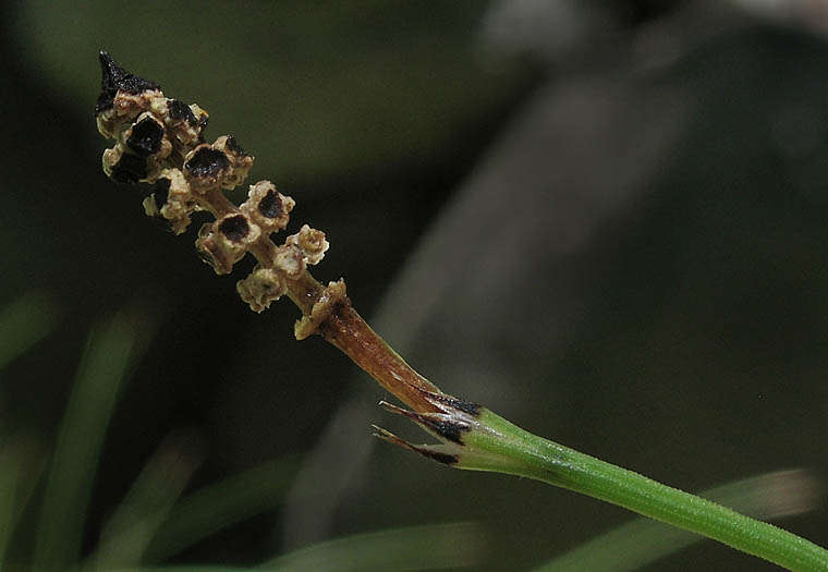 Detailed Picture 6 of Smooth Scouring-rush