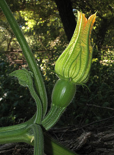Detailed Picture 6 of Field Pumpkin