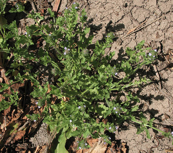 Detailed Picture 7 of Bigbract Verbena