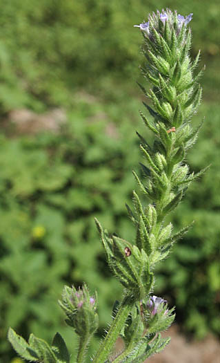 Detailed Picture 6 of Bigbract Verbena