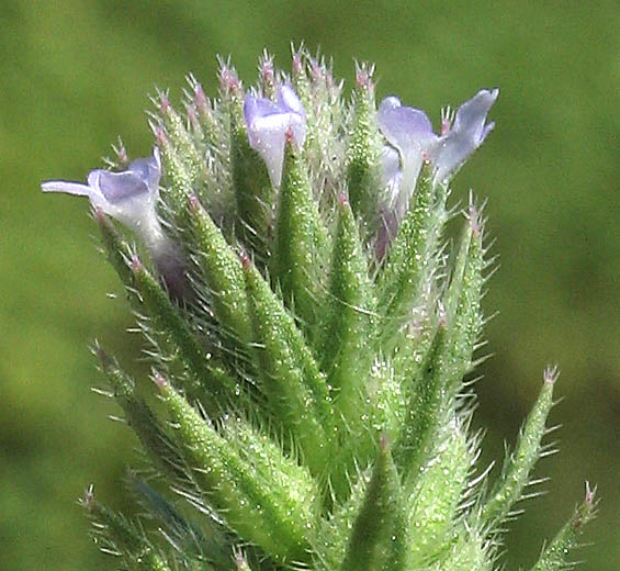 Detailed Picture 5 of Bigbract Verbena