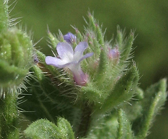 Detailed Picture 3 of Bigbract Verbena