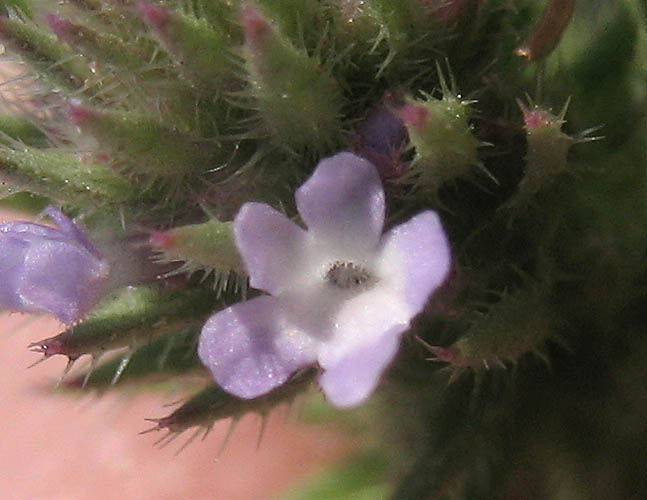 Detailed Picture 1 of Bigbract Verbena