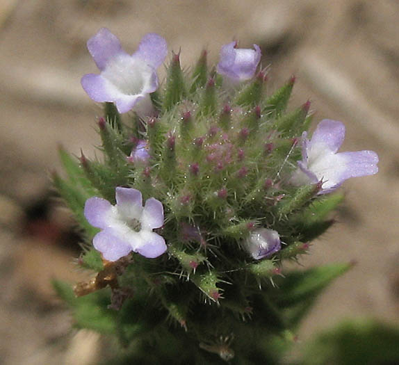 Detailed Picture 4 of Bigbract Verbena