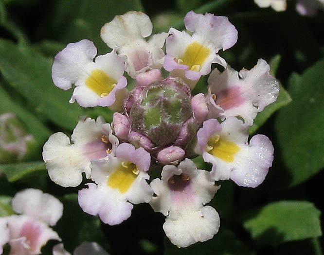 Detailed Picture 1 of Garden Lippia