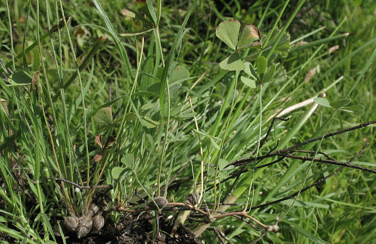Detailed Picture 2 of Hairy Waterclover