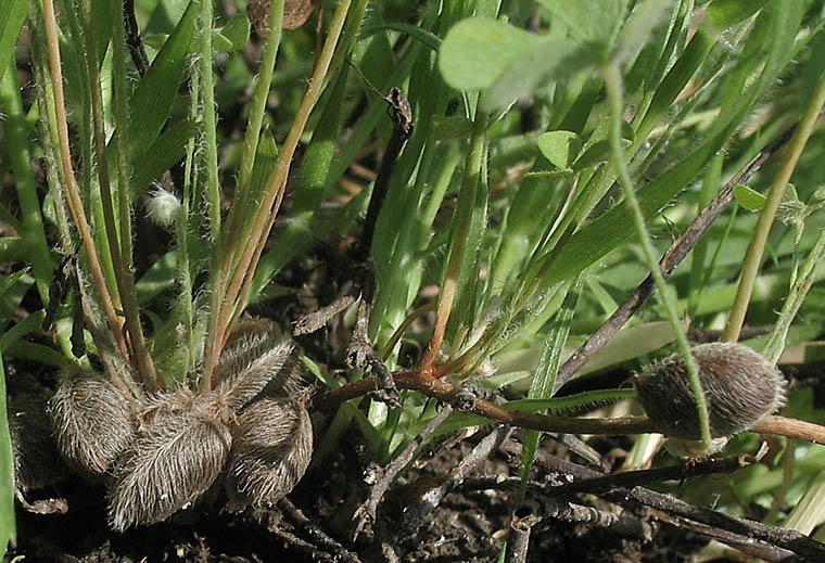 Detailed Picture 3 of Hairy Waterclover